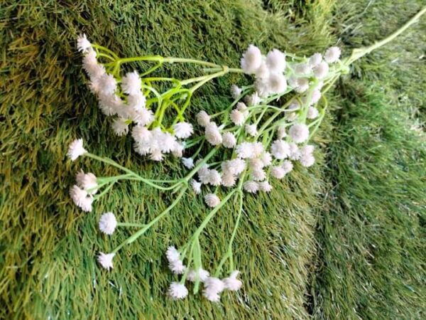 Baby Breath